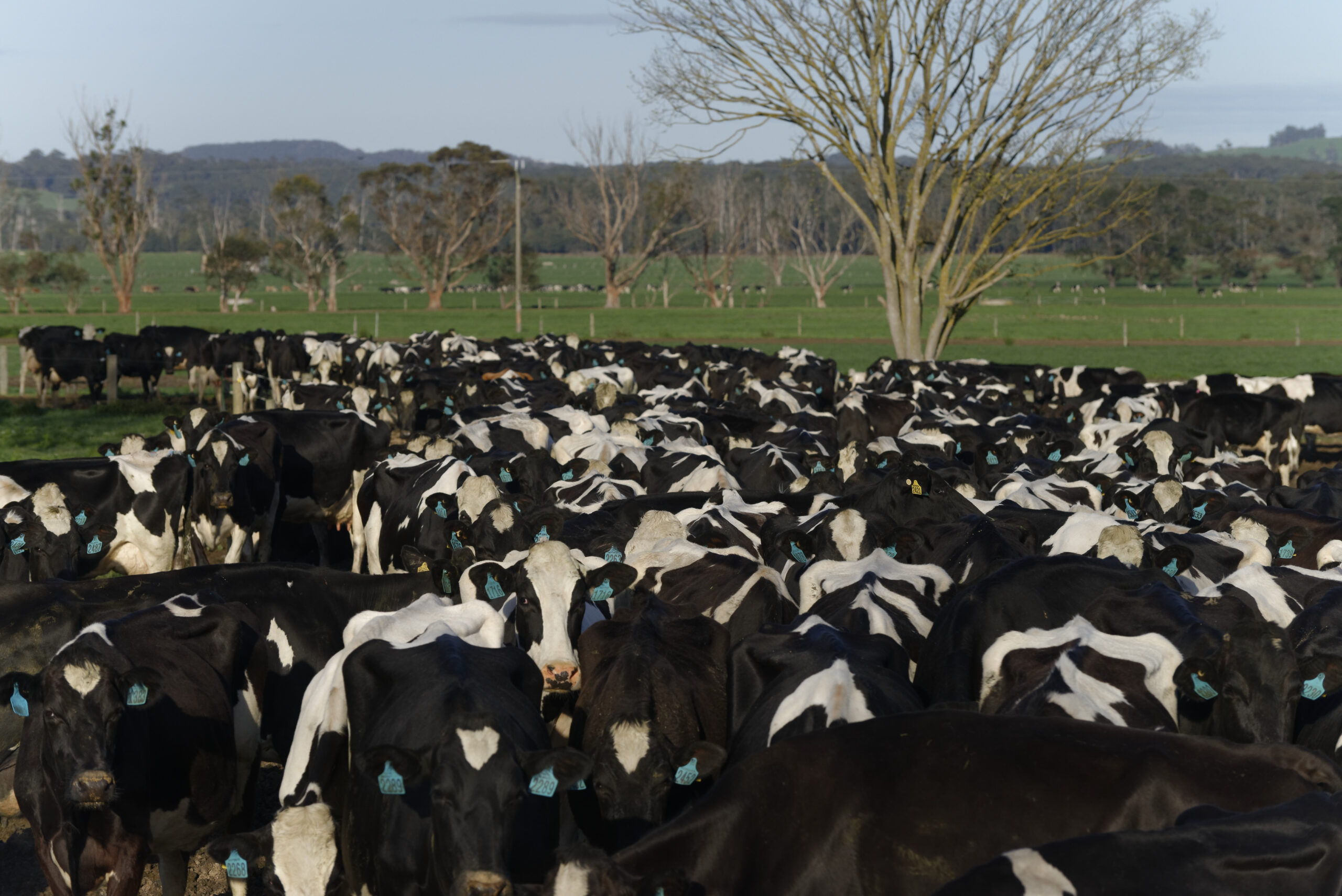Dairy cows in a field