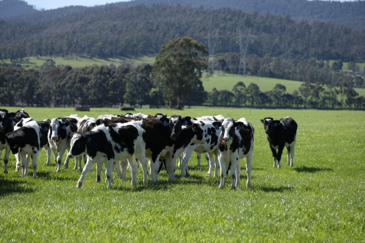Dairy cows in a paddock.